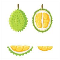 fruta durian o rey de la fruta conjunto de vectores, durian ilustración estilo simple vector