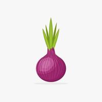 onion illustration with simple style, onion vector isolated on white background