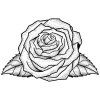 rose line engraving style vector isolated design