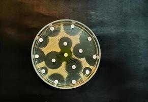 Pruebas de susceptibilidad a los antimicrobianos en placa de Petri. resistencia a los antibióticos de las bacterias foto