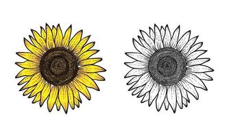 girasol dibujado a mano con color y blanco negro, vector de flor, girasol dibujado a mano, ilustración de girasol