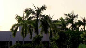 palmeras tropicales con cielo de amanecer playa del carmen mexico. video
