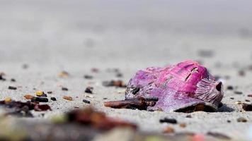 Cozza rosa shell sulla spiaggia di sabbia rio de janeiro brasile. video