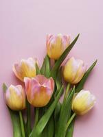 Spring tulips on a pink background photo