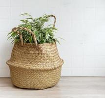 Ficus benjamin in a straw basket on the table