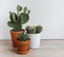 cactus y plantas suculentas en macetas sobre la mesa