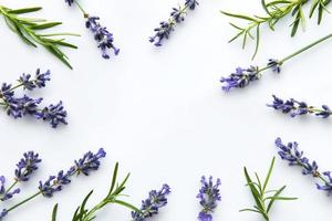 Fresh flowers of lavender bouquet, top view on white background photo