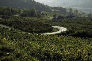 las colinas llenas de viñedos de santo stefano belbo, la zona del vino moscatel en piamonte, inmediatamente después de la vendimia en otoño foto