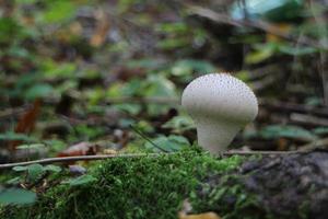 mushroom raincoat in nature close-up photo