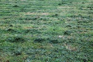 Hierba cortada en un campo de fondo abstracto verde foto