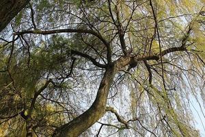 el árbol y las ramas. foto