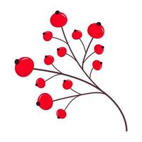 Sprig with red berries. Holly, mistletoe, ilex christmas berries. Winter plant. vector