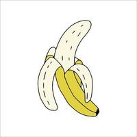 Banana half-peeled drawn outline.Fruit in the Doodle style .Banana isolated on a white background.Vector illustration vector