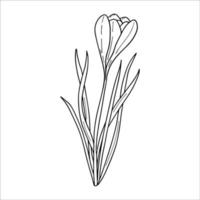 Crocus outline drawing.The first spring flowers in the Doodle style.Black and white image.Coloring of flowers.Floristics for decoration, postcards, weddings, birthdays.Vector illustration vector