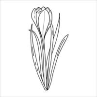 Crocus outline drawing.The first spring flowers in the Doodle style.Black and white image.Coloring of flowers.Floristics for decoration, postcards, weddings, birthdays.Vector illustration vector