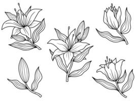 Flower line art arrangement vector