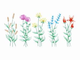 Set of botanical flowers watercolor vector