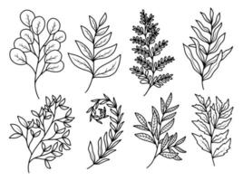 Set of botanical leaf with hand drawn line art vector