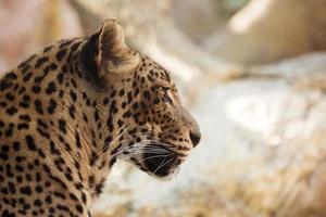 leopard concept background photo