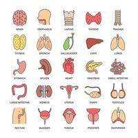 Conjunto de iconos de colores de órganos internos. sistemas respiratorio, urinario, reproductivo, digestivo. ilustraciones vectoriales aisladas vector