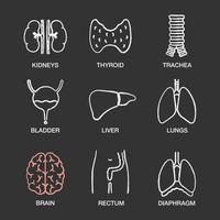 Conjunto de iconos de tiza de órganos internos humanos. riñones, tiroides, tráquea, vejiga urinaria, hígado, pulmones, cerebro, recto, diafragma. ilustraciones de pizarra vector aislado