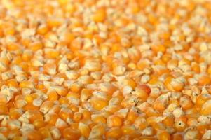 Close-up of Dried corn in clay pot photo