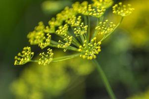 Flower of green dill Anethum graveolens grow in agricultural field.