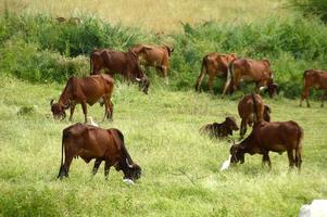 vacas y toros pastando en un exuberante campo de hierba foto