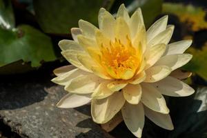 Beautiful waterlily or lotus flower in pond. photo