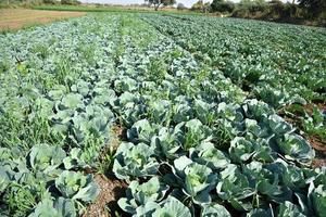 Cabbage field or farm, Green cabbages in the agriculture field photo