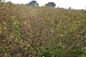 Pigeon pea crop in farm field field photo