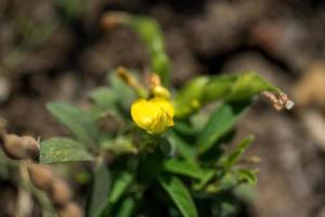 Pigeon pea crop in farm field field photo