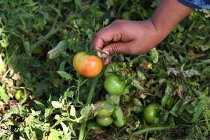 Happy young woman picking or examine fresh tomatoes in organic farm or field photo