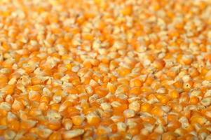 Close-up of Dried corn in clay pot photo