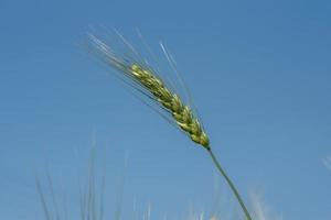 Green wheat at organic farm field photo