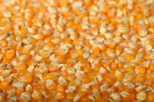 Close-up de maíz seco en olla de barro