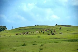 Cows grazing on lush grass field photo