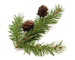 Two spruce cones on a Christmas branch spruce isolated on white background photo