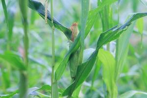 young corn tree that is still green photo
