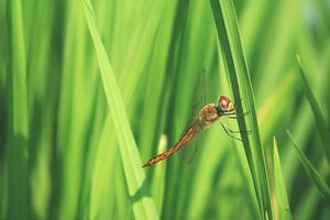 a dragonfly perched on a rice tree in the morning