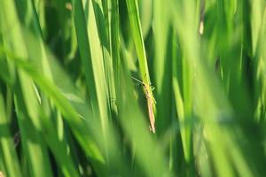 a grasshopper perched on a rice tree in the morning