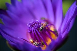 las abejas toman el néctar de la hermosa flor de loto o nenúfar púrpura. imagen macro de abeja y la flor. foto