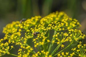 flor de eneldo verde anethum graveolens crece en el campo agrícola. foto