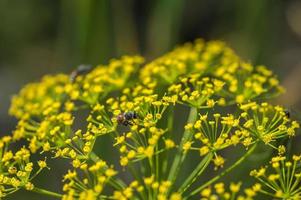 Flower of green dill Anethum graveolens grow in agricultural field. photo