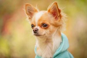 Animal. Chihuahua dog in clothes. Cute pet. photo