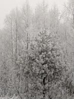 Trees Covered In Hoar Frost photo