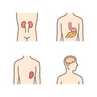 Conjunto de iconos de colores de órganos humanos sanos. riñón y bazo en buen estado de salud. funcionamiento del estómago. cerebro sano. partes internas del cuerpo en buen estado. ilustraciones vectoriales aisladas vector