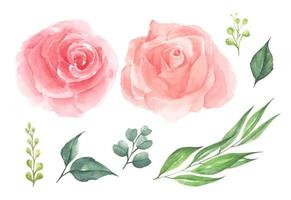 conjunto de flor color de rosa. ilustración acuarela. vector