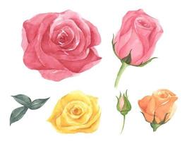 Set of rose flower. Watercolor illustration. vector