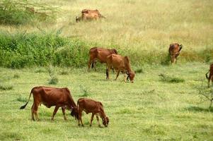 Cows and bulls are grazing on a lush grass field photo